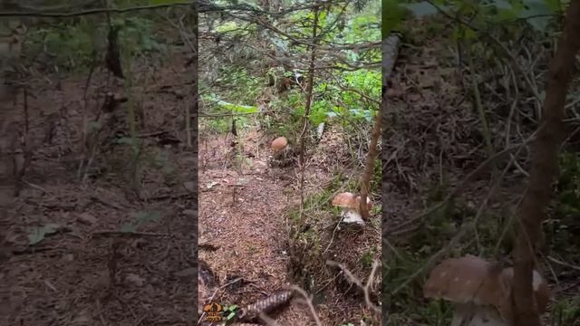 Cèpes une place de toute beauté Champipote !!! #Cèpes 2023 #cèpes #champignons смотреть онлайн