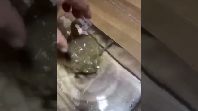 Большая, круглая жаба шипит смотреть онлайн