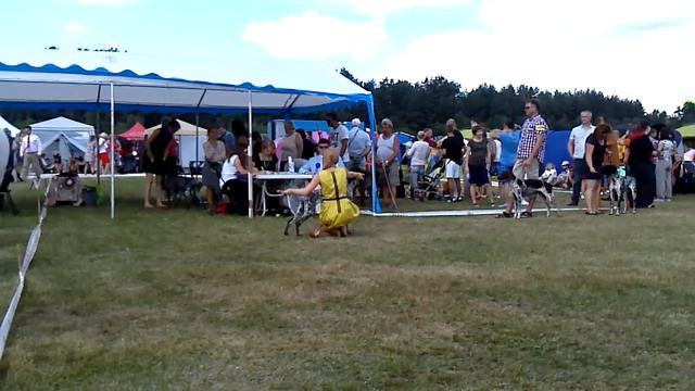 Druskininkai CACIB 2013 GSP ring смотреть онлайн