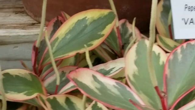 PEPEROMIA CLUSIIFOLIA 'VARIEGATA' PLANT смотреть онлайн