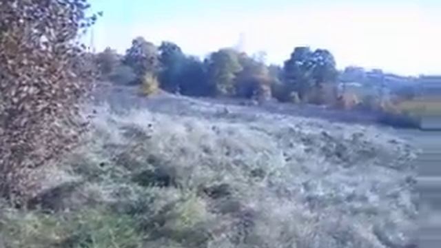 ЛЕСНОЙ ОРЕХ ПОХОЖ НА ФУНДУК смотреть онлайн