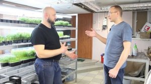 Микрозелень как бизнес по шагам. Стоит ли выращивать микрозелень дома? Отзыв о курсе от Зеленый Шеф