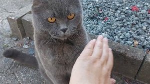 Злой британец, шипит и кусается. Всё не нравится!