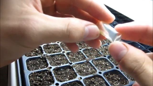 My seed starting set up for 2013 & Starting flowers смотреть онлайн