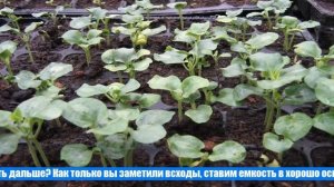 Когда и как сажать тунбергию на рассаду в 2021 году