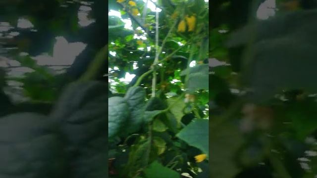 Зимняя теплица/как построить зимнюю теплицу своими руками/ круглогодичная теплица/ огурцы в теплице смотреть онлайн