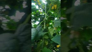 Зимняя теплица/как построить зимнюю теплицу своими руками/ круглогодичная теплица/ огурцы в теплице