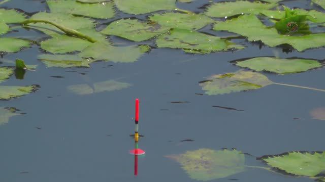 Рыбалка на озере на поплавочную удочку. Насадка опарыш, прикормка клубничная. Fishing смотреть онлайн