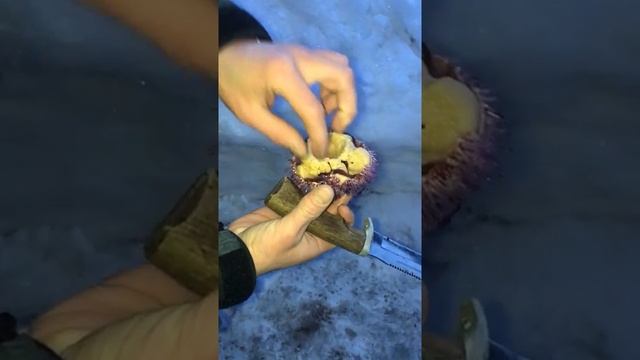 Как разделывать морского ежа смотреть онлайн