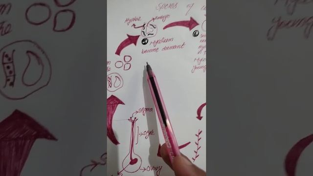 Life Cycle Of Ustilago Tritici смотреть онлайн