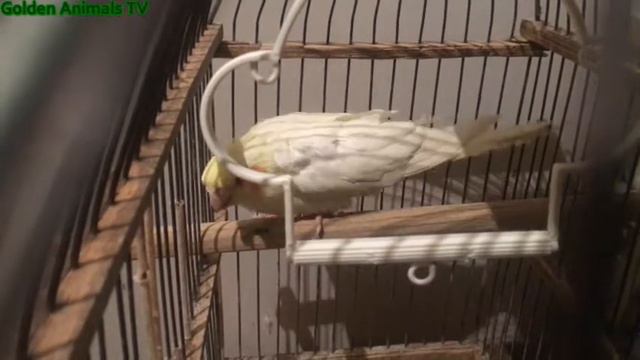 Корелла Милашка Хочет Играть И Тихо Катается НА качелях 4 К Пение Птиц/Corella Cutie Wants To Play смотреть онлайн