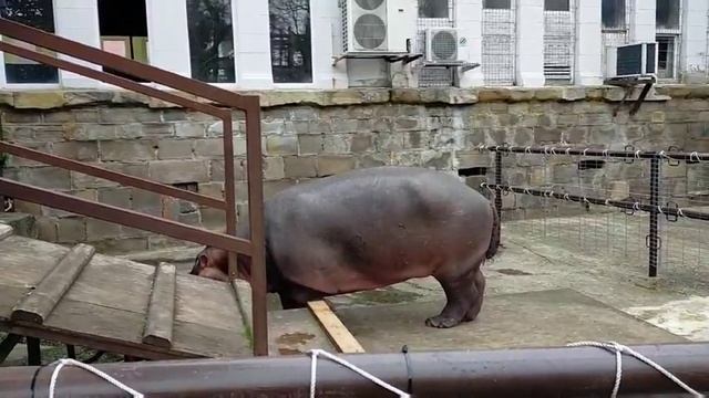 Карликовый бегемот Фрида. Мацеста смотреть онлайн