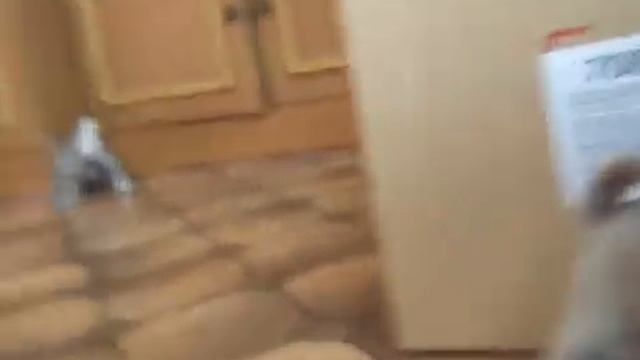 Маленькие и милые щенки мопса.