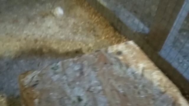 Птенцы карелы, волнистики, неразлучники смотреть онлайн