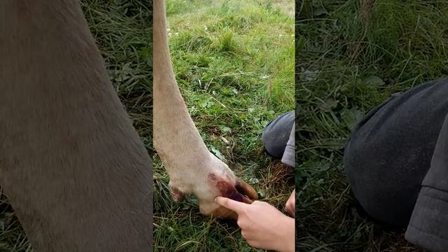 Опять Вятка с новым сюрпризом! Как зашить ногу корове. смотреть онлайн