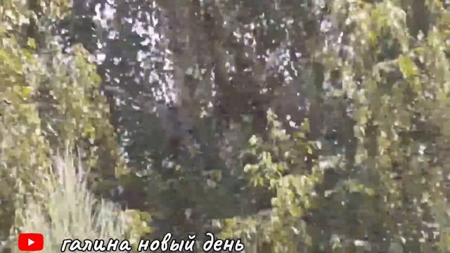 Муром.Свято-Троицкий женский монастырь.Мощи святых Петра и Февронии.Покровители семьи и брака. смотреть онлайн