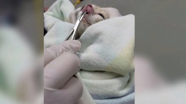 То, что извлекли из носа котенка, напугало даже видавших виды ветеринаров смотреть онлайн