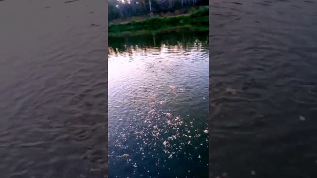 ВОДА КИПИТ от РЫБЫ. Летний жор. Кормим рыбу мотылём. Живём на берегу месяц. смотреть онлайн