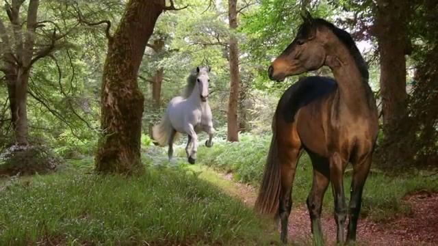 Красивые лошади мира Beautiful horse world смотреть онлайн