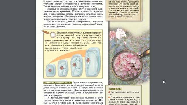 Биология (Л.Н.Сухорукова) 5-6к §18 Образование новых клеток смотреть онлайн