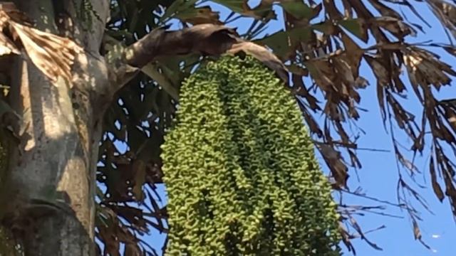 Caryota mitis 叢立孔雀椰子 смотреть онлайн
