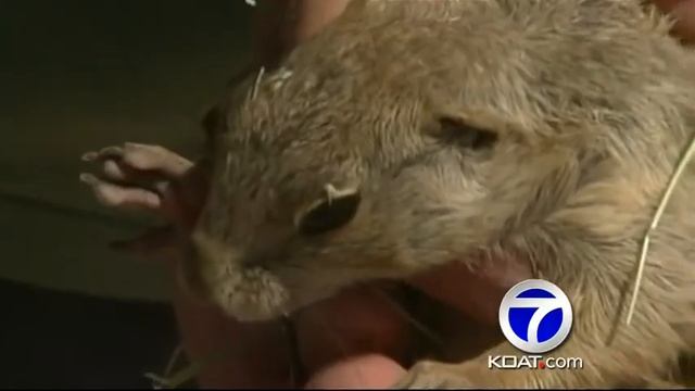 Prairie Dog Hunt Ends смотреть онлайн
