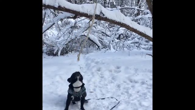 Бульдог vs Тарзанка | French Bulldog vs Rope Hanging смотреть онлайн