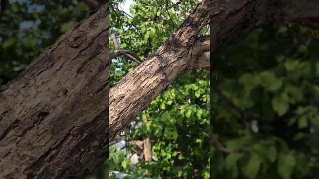 Обзор аккумуляторной цепной пилы с OZON