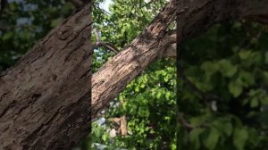 Обзор аккумуляторной цепной пилы с OZON