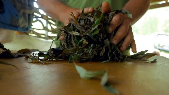 Эко-поселение на Алтае. Технология сбора травяного чая. смотреть онлайн