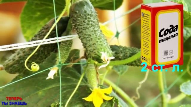 СРОЧНО ДАЙТЕ ОГУРЦАМ СОДУ В ИЮЛЕ И БУДЕТЕ СОБИРАТЬ УРОЖАЙ ВЕДРАМИ АЖ ДО САМОЙ ОСЕНИ! смотреть онлайн