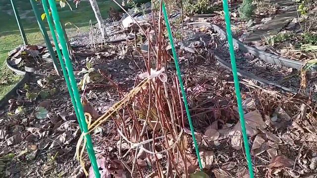 Повітряно-сухе укриття гортензій, персику рододендрона на зиму. Утеплила троянди, хризантеми, малин смотреть онлайн