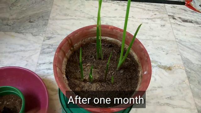 How to plant calla lily bulbs? смотреть онлайн