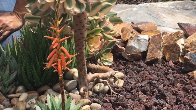 Succulent Tip Of The Day Sunburst Aeonium Specimen