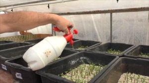 адениумы удобрения для сеянцев.