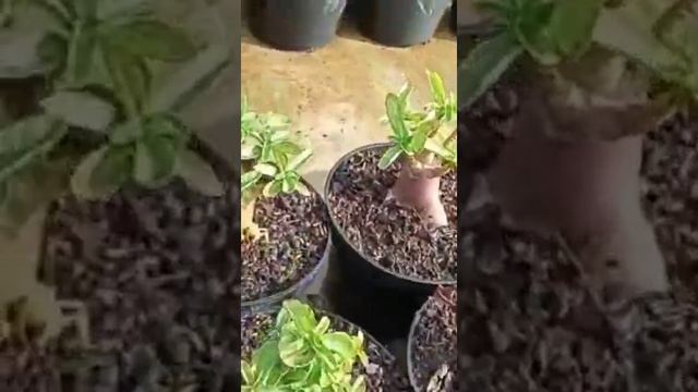 the adenium center of east java indonesia with cazzanova adenium смотреть онлайн
