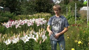 Советы по выращиванию лилий от опытного садовода