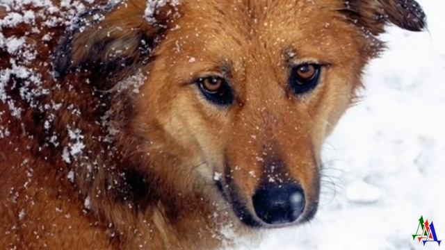 «А что пес? Не брать же его с собой в новую квартиру! Он же — будочный, цепной!» - и хозяева уехали смотреть онлайн