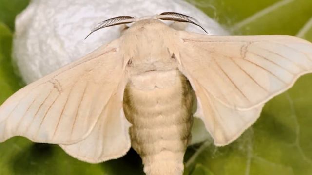 Разведение Тутового Шелкопряда как бизнес идея смотреть онлайн