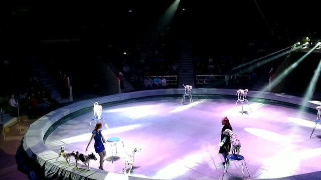 Цирк г.Иваново смотреть онлайн