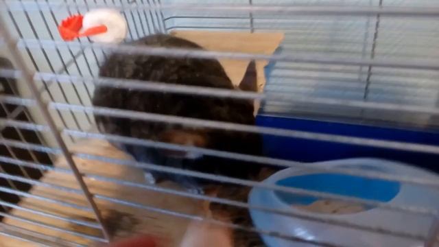 Кто в домике живёт? Шиншилл Пушок? ??декабрь2018 # домашние животные # шиншилл смотреть онлайн