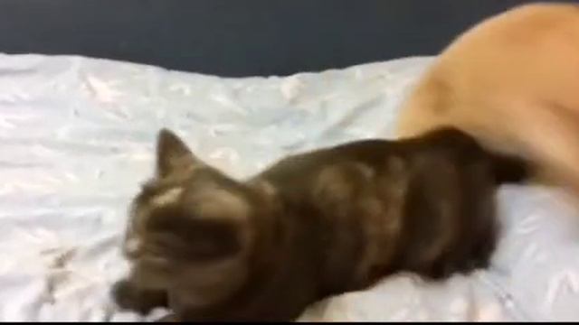 кот всадил не в ту дырку смотреть онлайн