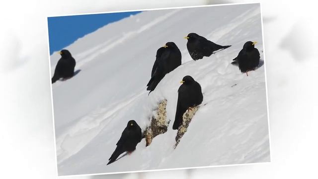 Кто как зимует Детям про животных и птиц смотреть онлайн