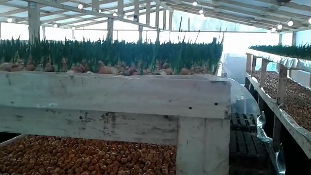 12-й день посадки лука на перо. Скоро первый урожай. смотреть онлайн