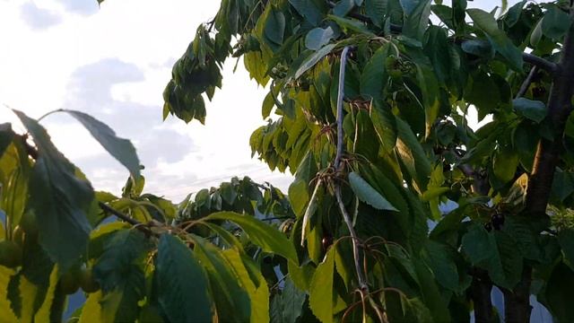 Колоновидная черешня. смотреть онлайн