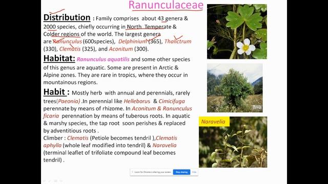 Ranunculaceae Part I смотреть онлайн