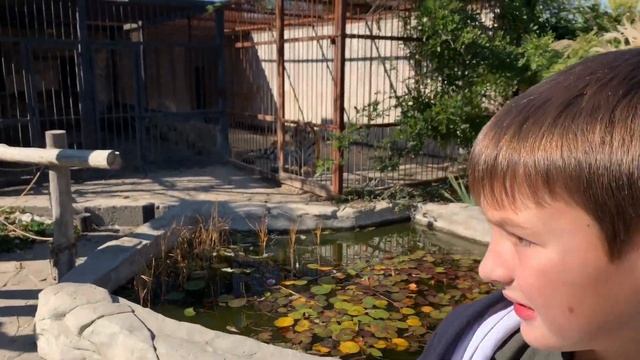 Что любят МЕДВЕДИ??? / поездка в зоопарк / VLOG смотреть онлайн