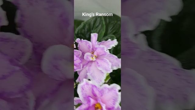 Дуже великі квіти у фіалки King's Ransom #flower #flowerplant #plant #flowerplants #garden #nature смотреть онлайн