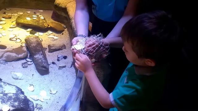 Самый большой цилиндрический аквариум в мире Sea Life в Берлине смотреть онлайн