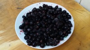 Черная смородина «Экзотика»